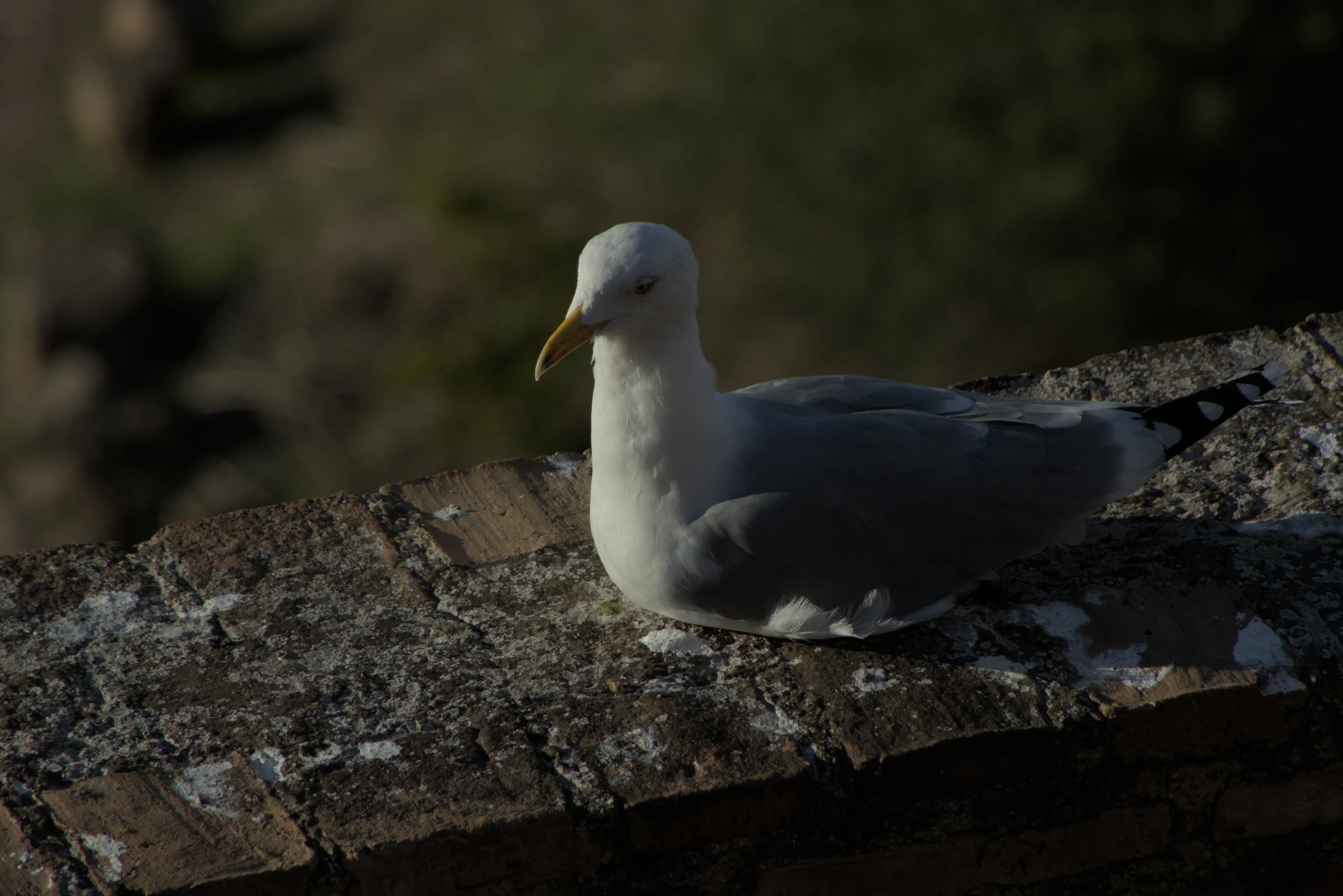 Tamron 28-300mm F3.5-6.3 (EF) - _I4A7515.webp